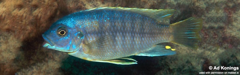 Petrotilapia microgalana 'Katale Island'